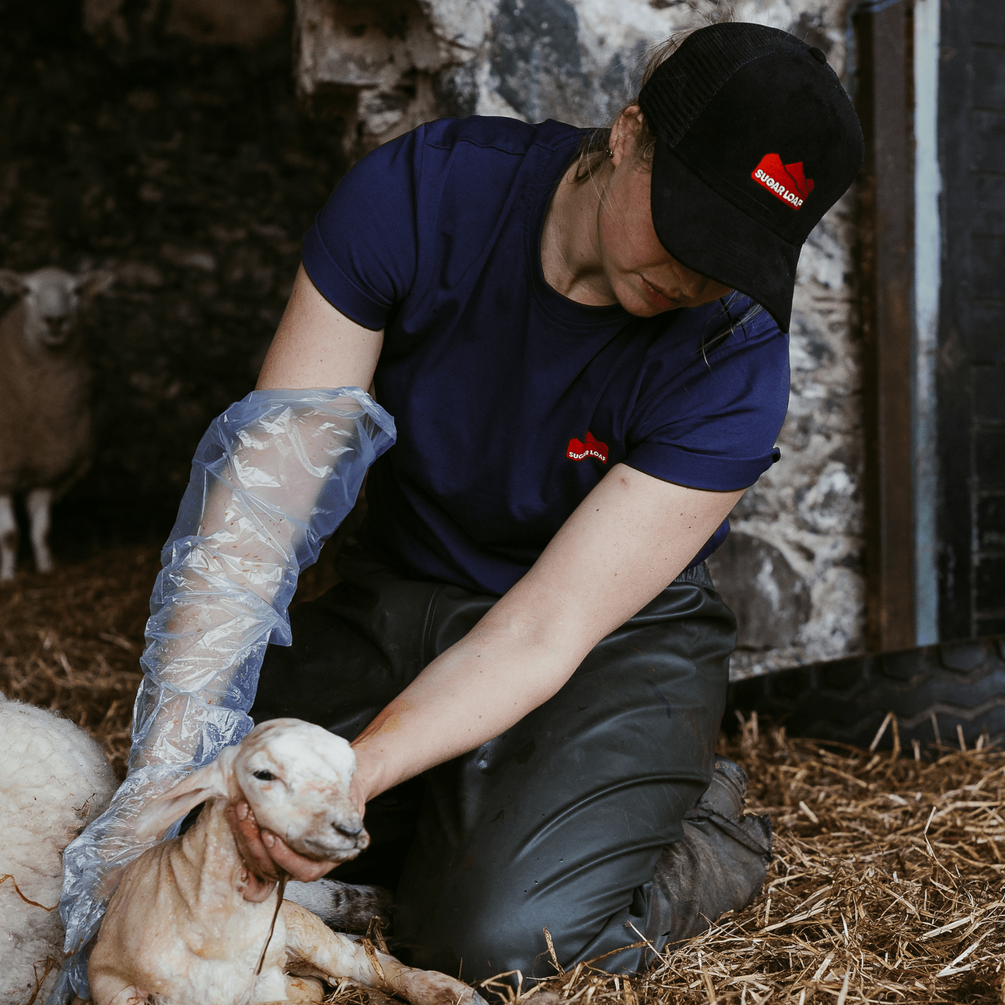Sugar Loaf Territory T-Shirt - Indigo Blue